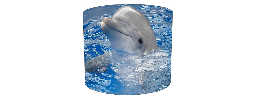 Dolphin