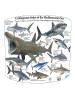 Sharks Of The Mediterranean Lampshade