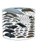 whales of the world lampshade 15