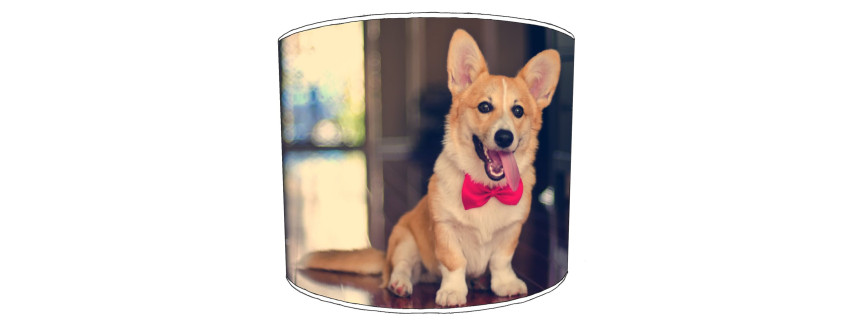 Corgi