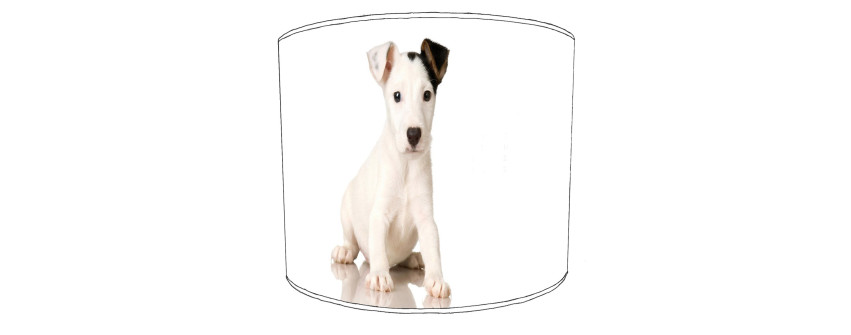 Jack Russell