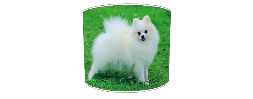 Pomeranian