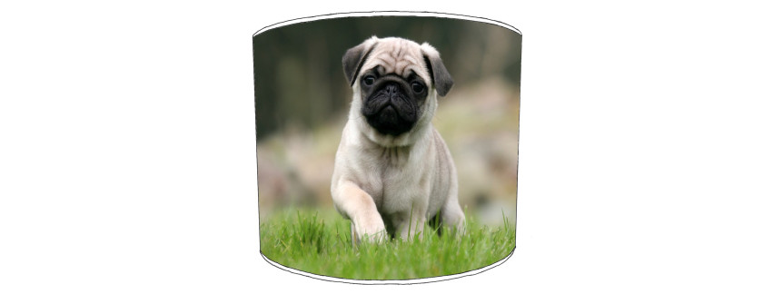 Pug