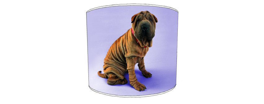 Shar Pei