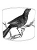 blackbird lampshade 4